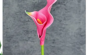 Detailed macro view of a pink EVA calla lily flower showing petal texture and yellow spadix