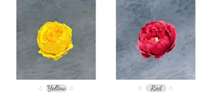 Dettaglio di teste di fiori di peonia in seta gialla e rossa per decorazioni nuziali fai-da-te