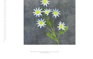 Macro detail of artificial daisy petals with blue-white gradient and yellow center