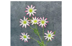 Detail of 6-head artificial chrysanthemum with white petals and pink tips for home decor