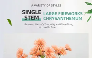 Dettaglio di crisantemo a stelo singolo con petali arancio champagne e foglie verdi