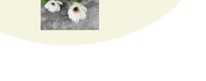 Detail von weißen Seidenhibiskusblüten mit braunen Staubbeuteln auf grauem Stein