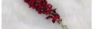 Close-up of deep red delphinium petals with soft velvet texture and green stem detail