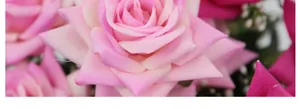 Gros plan détaillé de pétales de roses artificielles en velours rose et magenta