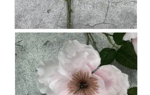Detailaufnahme der rosa Seidenpfingstrose mit realistischer Textur und grünen Blättern