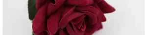 Gros plan de pétales de rose en velours rouge foncé avec une texture très réaliste