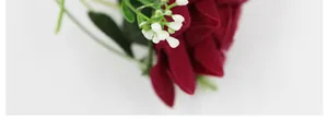 Gros plan détaillé de pétales de rose rouge velours avec baies blanches et feuilles vertes