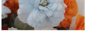 Macro-opname van lichtblauwe meerlagige pioenrozen voor bruiloft bloemdecoraties