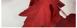 Detailed macro view showing red fabric texture and serrated edges of artificial oak leaves