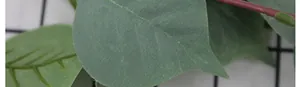 Detailed macro view of dark green artificial leaves with realistic veins for decoration