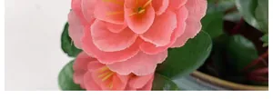 Primer plano macro de pétalos de rododendro artificial rosa con fina textura textil