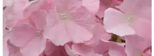 Macro view showing the detailed fiber texture and petals of a pink artificial hydrangea