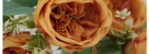 Gros plan macro d'une rose Austin en soie ambrée montrant la texture des pétales