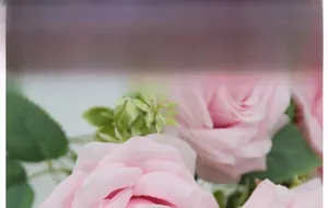 Macro shot of artificial pink Austin roses with realistic silk fabric petals and leaves