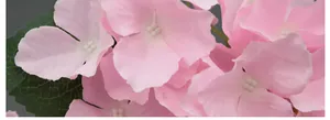 Macro close-up of pink artificial hydrangea petals and textured green leaves