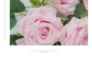 Close-up of pink silk Austin roses with layered petals and green foliage detail