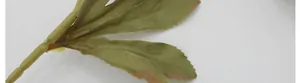 Macro shot of artificial silk peony leaves with realistic olive green texture and serrated edges