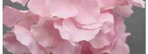Makro-Detail von hochwertigen Seiden-Hortensienblüten in zartem Rosa mit realistischer Textur