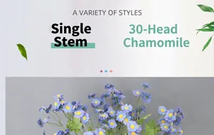Detailed view of single stem chamomile with thirty light blue petals and yellow centers