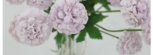 Macro-opname van kunstmatige lavendel pompon-chrysanten met realistische groene bladeren