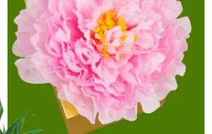 Detaillierte Nahaufnahme einer rosa Pfingstrose mit gelben Staubblättern auf Goldbasis