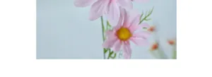 Nahaufnahme rosa künstlicher Gänseblümchen mit gelben Staubgefäßen für Heimdeko