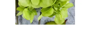 Macro shot of vibrant green silk hydrangea petals showing delicate fabric texture