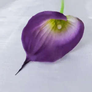 Einzelne lila Mini-Calla-Lilie mit Farbverlauf für Deko und Fotografie-Requisiten
