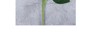 Macro shot of a green synthetic rose stem with textured nodes and realistic leaf details