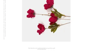 Detailaufnahme dunkelroter Kunstmohnblumen mit Samttextur und grünen gezackten Blättern