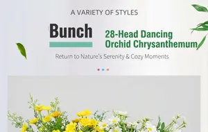 Dettaglio di un mazzo di 28 orchidee danzanti con petali gialli e bianchi vivaci