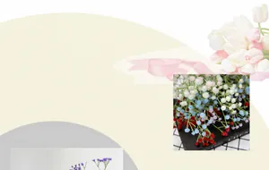 Close-up of 108 heads artificial gypsophila flowers in multiple color options for decoration