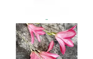 Macro detail of deep pink silk rain lily flowers with realistic fabric petals and green stems