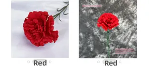 Detail of red velvet carnation flower with a 59cm height and 11cm head diameter