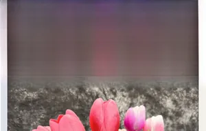 Close-up of a single large pink PU tulip with realistic moist texture and soft petals