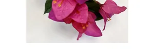 Macro detail of silk bougainvillea petals with realistic texture and yellow stamens