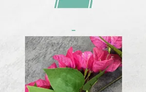 Detailed view of magenta silk bougainvillea petals with realistic fabric texture