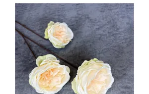 Gros plan de trois roses Austin crème avec pétales en soie sur un fond sombre texturé