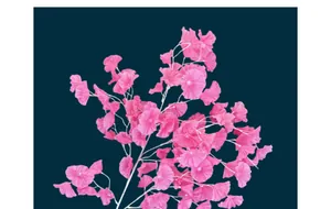 Detail of pink silk trumpet flowers with delicate textures on white branches