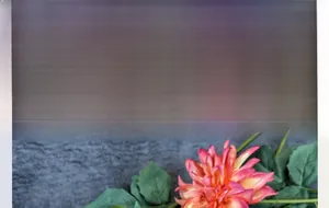 Close-up of pink-orange burnt edge dahlia silk flower with realistic green leaves