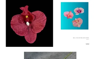 Detalle de cabezas de orquídeas de seda roja y rosa para decoración de bodas DIY