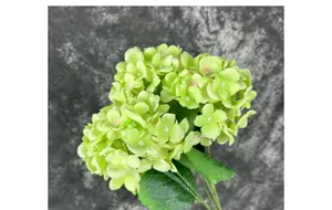 Primo piano di petali di ortensia artificiale verde lime con trama fogliare dettagliata