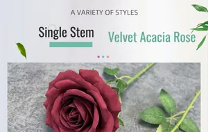 Macro detail of deep red velvet acacia rose stem for home decor and floral arrangements