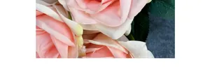 Gros plan macro de pétales de rose en soie rose et crème avec des feuilles vertes et texture