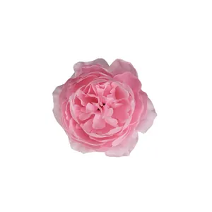 Pink artificial silk peony flower head for DIY wedding decorations and hair accessories