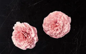 Dettaglio macro del garofano artificiale rosa realizzato in pregiato tessuto di seta