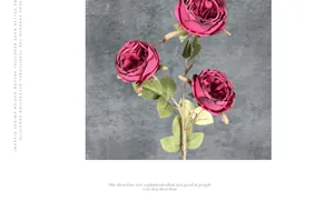 Détail macro de trois roses Austin magenta réalistes avec feuilles vertes et tiges