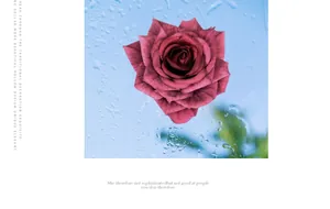 Detailed view of dark burgundy artificial rose flower head with velvet texture petals