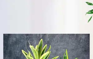 Λεπτομερής όψη μεγάλου τεχνητού κλαδιού Dracaena με κιτρινοπράσινα φύλλα για διακόσμηση