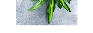 Close-up of artificial Dracaena reflexa leaves with vibrant green and yellow stripes